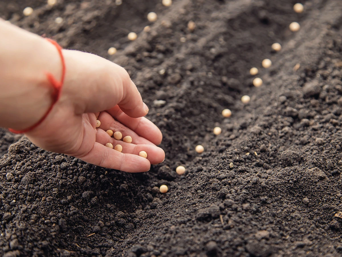 Seed trial work at Pal Farms